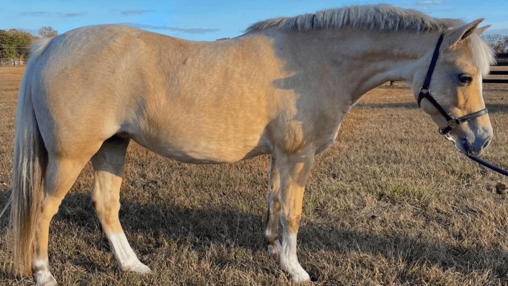 Clovermeade Bamboo Blonde